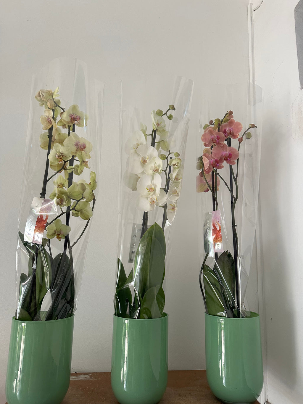 ORCHIDÉE