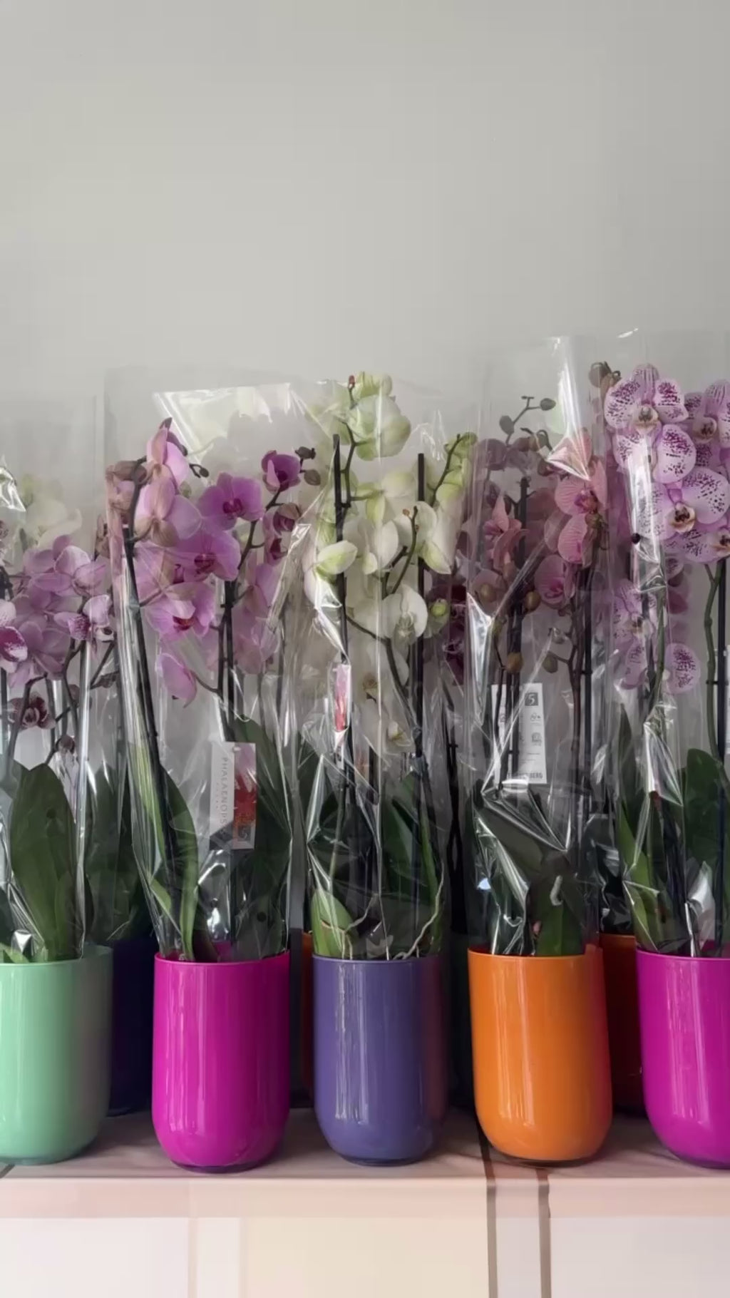 ORCHIDÉE